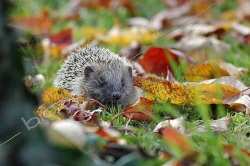 Biosphoto | 583908 | Hedgehog on sheets in a cherry orchard  | &copy; Pierre Vernay / Biosphoto