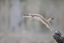 Biosphoto | 2609142 | Heermine (Mustela erminea) sautant dans les airs, Castille-La Manche, Espagne | &copy; Marion Vollborn / imageBROKER / Biosphoto