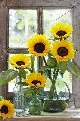 Biosphoto | 2536335 | Helianthus annuus Sunrich Orange Summer Provence, France | &copy; Visions Pictures / Biosphoto