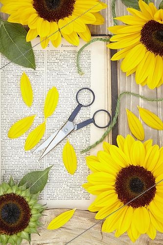 Biosphoto | 2536342 | Helianthus annuus Sunrich Orange Summer Provence | &copy; Visions Pictures / Biosphoto