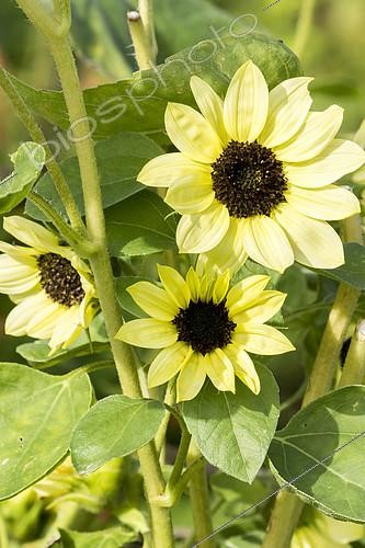 Biosphoto | 2407034 | Helianthus annuus 'Valentine' | &copy; Alain Kubacsi / Biosphoto
