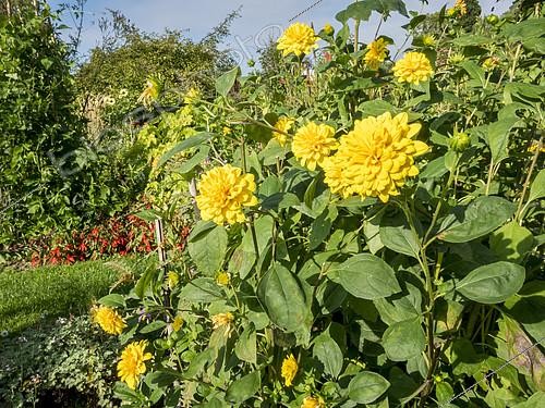 Biosphoto | 2406619 | Helianthus decapetalus 'Alenus' | &copy; Alain Kubacsi / Biosphoto