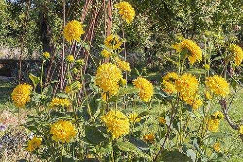 Biosphoto | 2608017 | Helianthus decapetalus 'Plenus', flowers | &copy; Alain Kubacsi / Biosphoto