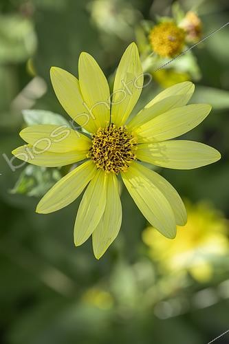 Biosphoto | 2566014 | Helianthus 'Lemon Queen' | &copy; Marie Aymerez / Biosphoto