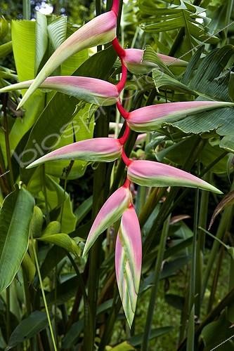 Biosphoto | 620796 | Heliconia Peradeniya Botanical Gardens Kandy Sri Lanka | &copy; Michel Gunther / Mau / Biosphoto