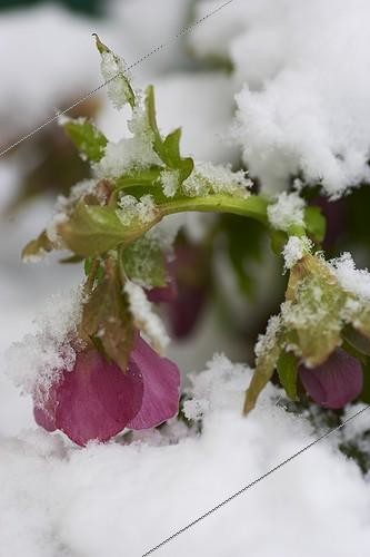 Biosphoto | 1264945 | Hellébore en fleur sous la neige dans un jardin | &copy; Jean-Michel Groult / Biosphoto