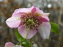 Biosphoto | 736900 | Hellebore 'Marine' in bloom in a garden | &copy; Gilles Le Scanff & Joëlle-Caroline Mayer / Biosphoto