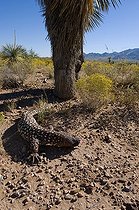 Biosphoto | 1250331 | Héloderme horrible du Mexique Désert de Sonora Mexique | &copy; Daniel Heuclin / Biosphoto