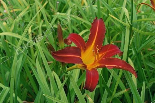 Biosphoto | 24217 | Hémérocallis  Autumn Red  | &copy; Frédéric Didillon / Biosphoto