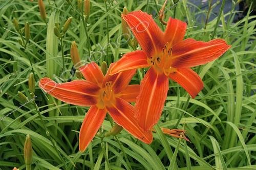 Biosphoto | 24224 | Hémérocallis  Bold Courtier  | &copy; Frédéric Didillon / Biosphoto