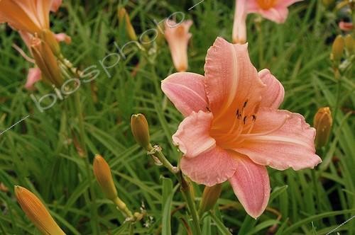 Biosphoto | 24252 | Hémérocallis  Children's Festival  | &copy; Frédéric Didillon / Biosphoto