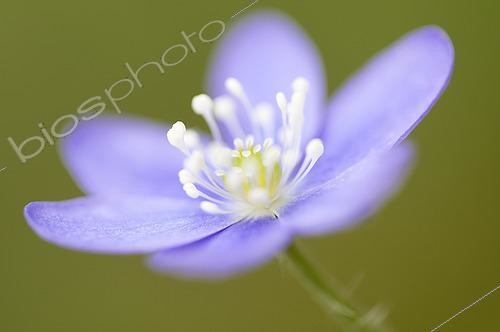 Biosphoto | 2423176 | Hepatica (Hepatica nobilis) flower along a path of leafy trees in the mountains, Drôme, France | &copy; Monique Morin / Biosphoto