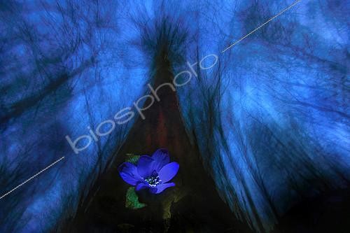 Biosphoto | 2081591 | Hepatica (Hepatica nobilis) flower at the foot of a parched pine in the evening forest. 1st place (plants) Oasis 2014 | &copy; Zoltan Ritzel / Biosphoto