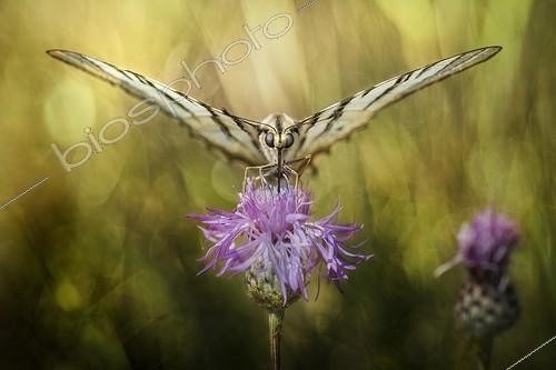 Biosphoto | 2057232 | Her Majesty Podalirius - butterfly on a wild flower | &copy; Alberto Ghizzi Panizza / Biosphoto