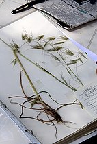 Biosphoto | 2456009 | Herbarium, observation, composition, protection, manufacture, constitution, realization, France | &copy; Lamontagne / Biosphoto