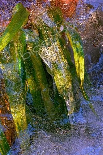 Biosphoto | 943217 | Herbe prise dans la glace au col de la Vierge France | &copy; Didier Vereeck / Biosphoto
