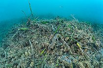 Biosphoto | 2578774 | Herbier de posidonie détruit par les ancres de bateaux, Golfe-Juan, Alpes-Maritimes, France | &copy; Mathieu Foulquié / Biosphoto