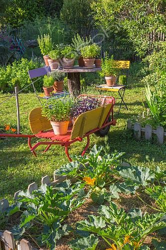 Biosphoto | 2084030 | Herbs in pot and square foot kitchen garden with courgette, Provence, France | &copy; Philippe Giraud / Biosgarden / Biosphoto