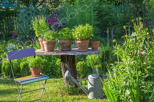 Biosphoto | 2084027 | Herbs in pot displaying on a table made of a dead tree, Provence, France | &copy; Philippe Giraud / Biosgarden / Biosphoto