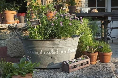 Biosphoto | 1362084 | Herbs plants in a basine with slate signs France | &copy; Philippe Giraud / Biosphoto