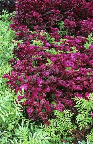 Biosphoto | 2144677 | Herbst's Bloodleaf (Iresine herbstii) | &copy; Frédéric Didillon / Biosphoto