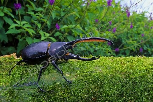 Biosphoto | 2050390 | Hercules Beetle (Dynastes hercules septentrionalis), Monteverde, Costa Rica | &copy; Michael Turco / Biosphoto