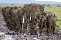 Biosphoto | 2042343 | Herd of African elephants with young  | &copy; Michel & Christine Denis-Huot / Biosphoto
