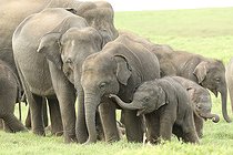 Biosphoto | 2456926 | Herd of Asian elephants (Elephas maximus) with calves a few weeks old, Sri Lanka | &copy; Bruno Cavignaux / Biosphoto