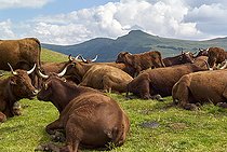 Biosphoto | 2406041 | Herd of Salers cows, in the mountains in the summer pastures, for the production of Cantal cheese (PDO), Saint-Paul de Salers valley, Cantal mountains, Auvergne Volcanoes Regional Nature Park, France | &copy; Robert Valarcher / Biosphoto