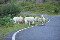 Biosphoto | 2583191 | Herd of sheep on the road, Scotland, UK | &copy; Robin Fourré / Biosphoto