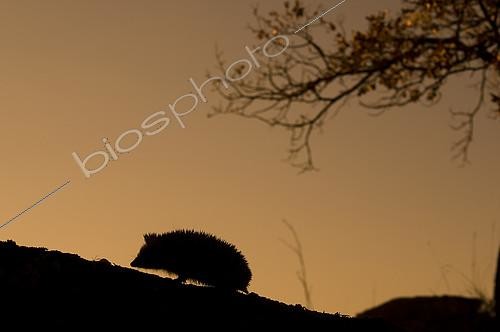 Biosphoto | 2148352 | Hérisson d'Algérie (Atelerix algirus) silhouette au crépuscule, Huesca, Espagne | &copy; Jorge Ruiz del Olmo / Biosphoto