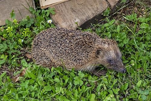 Biosphoto | 2601370 | Hérisson commun (Erinaceus europaeus) dans la pelouse près d'un tas de bois dans jardin de campagne au printemps, Lorraine, France | &copy; André Simon / Biosphoto