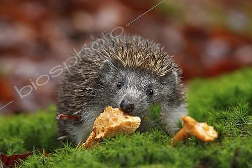Biosphoto | 2609119 | Hérisson (Erinaceus europaeus) inspectant un Pied-de-mouton dans la mousse verte | &copy; Ondrej Prosicky NATU / imageBROKER / Biosphoto