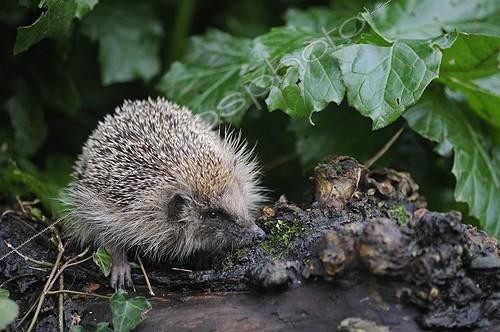 Biosphoto | 996373 | Hérisson d'Europe dans un jardin Bretagne France | &copy; Robin Monchâtre / Biosphoto