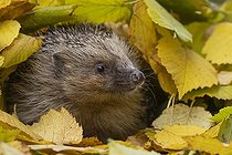 Biosphoto | 2585263 | Hérisson d'Europe (Erinaceus europaeus) adulte parmi les feuilles d'automne, Suffolk, Angleterre, Royaume-Uni, Europe | &copy; Kevin Sawford / imageBROKER / Biosphoto