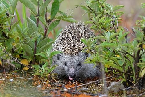 Biosphoto | 2392816 | Hérisson d'Europe (Erinaceus europaeus) buvant, Autriche | &copy; Alfred & Annaliese Trunk / imageBROKER / Biosphoto