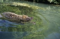 Biosphoto | 238170 | Hérisson d'Europe nageant France | &copy; Cyril Ruoso / Biosphoto