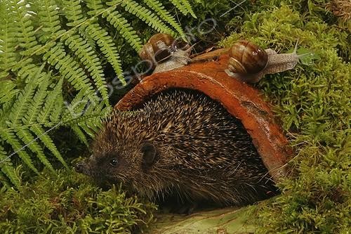 Biosphoto | 728741 | Hérisson d'Europe sous une tuile et Escargots de Bourgogne | &copy; M. Grenet & A. Soumillard / Biosphoto