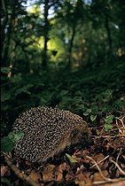 Biosphoto | 504975 | Hérisson européen en sous-bois de forêt tempérée | &copy; Cyril Ruoso / Biosphoto