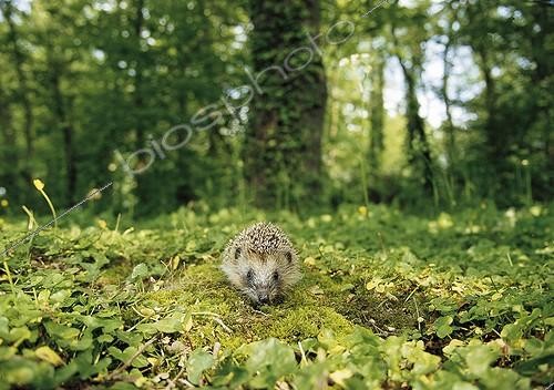 Biosphoto | 223512 | Hérisson marchant sur la mousse en sous-bois France | &copy; Erwan Balança / Biosphoto