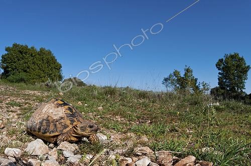 Biosphoto | 2552672 | Hermann's Tortoise (Eurotestudo hermanni) searching for food in a sunny day, Tuscany, Italy | &copy; Tonči Maletic / Biosphoto