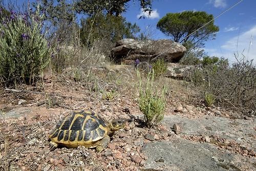 Biosphoto | 2017669 | Hermann tortoise in the scrub - Plaine des Maures France | &copy; Jean-Claude Malausa / Biosphoto
