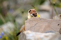 Biosphoto | 1249085 | Hermine en pelage d'été dans les rochers France | &copy; Jean-Luc Guet / Biosphoto