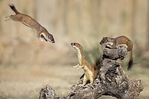 Biosphoto | 2609140 | Hermine (Mustela erminea) dans les airs sautant sur un tronc d'arbre avec deux autres Hermines en attente, Castille-La Manche, Espagne | &copy; Marion Vollborn / imageBROKER / Biosphoto