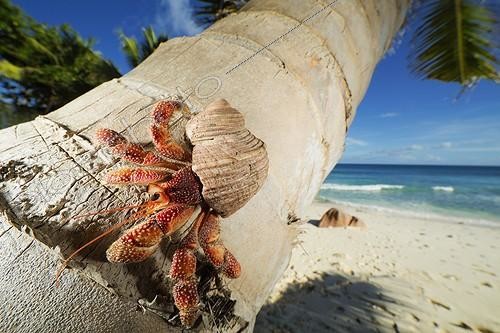 Biosphoto | 1752752 | Hermit Crab on a coconut palm tree Seychelles | &copy; Martin Harvey / Biosphoto