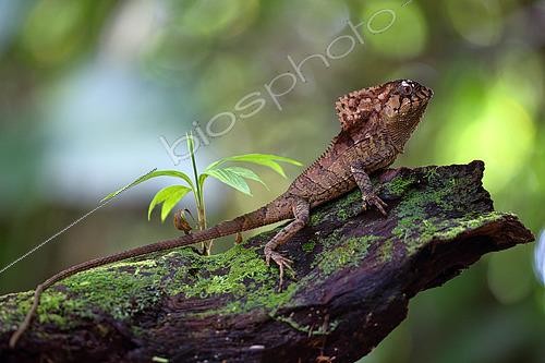 Biosphoto | 2519294 | Hernandez’s Helmeted Basilisk (Corytophanes hernandezii) on a stump, Costa Rica | &copy; Cédric Join / Biosphoto