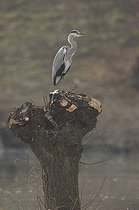 Biosphoto | 53764 | Héron cendré à l'affût sur un saule taillé en tétard France | &copy; Dominique Delfino / Biosphoto