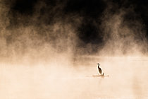 Biosphoto | 2629075 | Héron cendré (Ardea cinerea) dans la brume matinale en automne, rivière Meurthe, Moulin Noir Champigneulles, Lorraine, France | &copy; Stéphane Vitzthum / Biosphoto