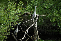 Biosphoto | 2621671 | Héron cendré (Ardea cinerea) jeunes hérons de l'année en été, observant leur zone de pêche, Maine et Loire, France. | &copy; Guy Piton / Biosphoto
