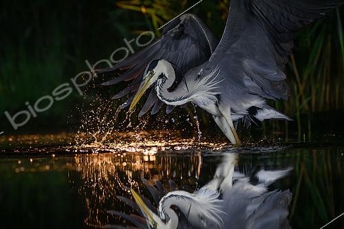 Biosphoto | 2601586 | Héron cendré (Ardea cinerea) pêchant de nuit, Hongrie | &copy; Régis Cavignaux / Biosphoto
